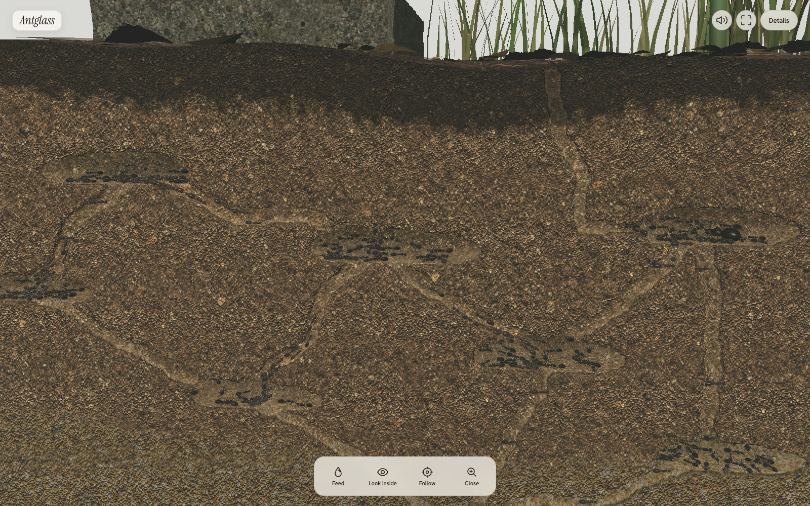 The Antglass cut face from the default view: a network of pale tunnels and chambers through brown garden soil, with dark worker ants along them.